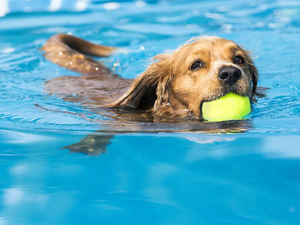 061623-PetsandPools-1 Swimming pool safety tips for dogs