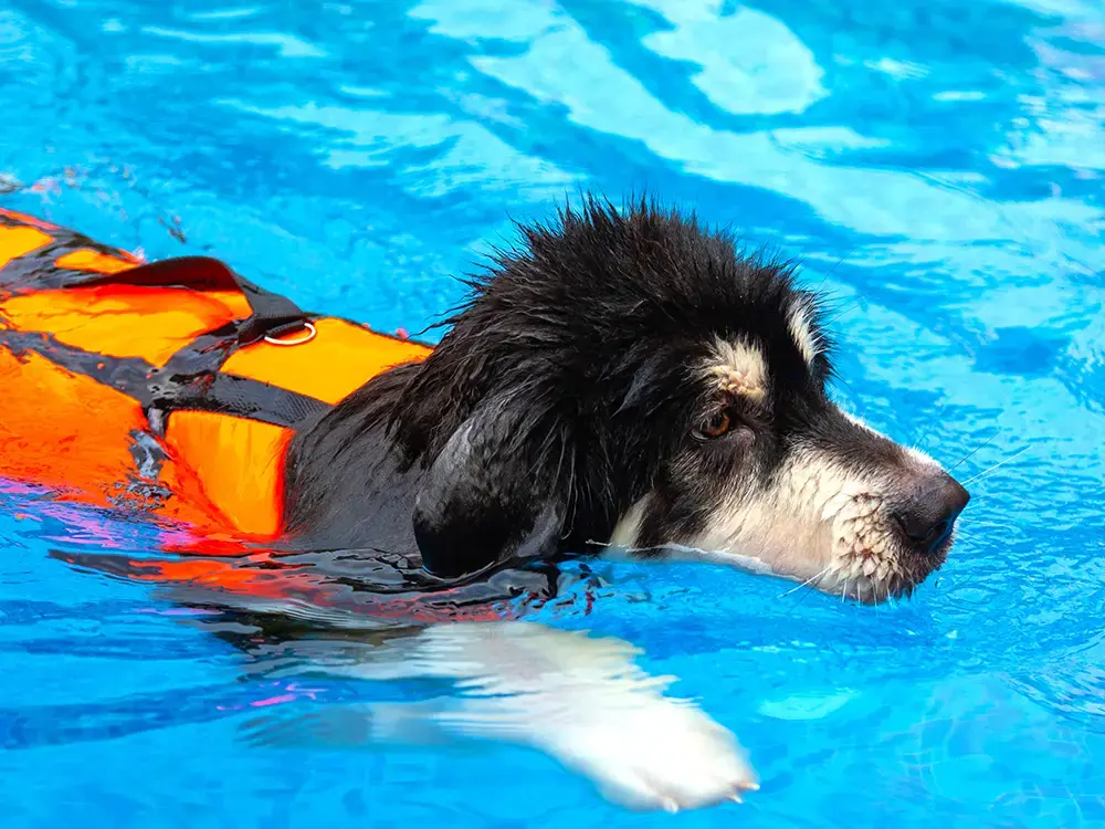061623-PetsandPools-2 paws and pools - the advantages of fiberglass pools for pets