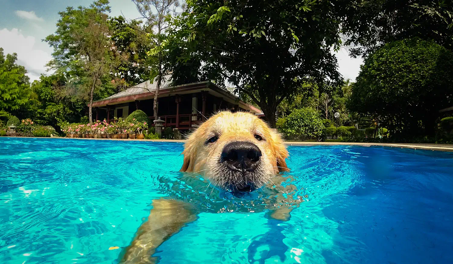 061623-PetsandPools-Hero Why fiberglass pools are perfect for pet-friendly families